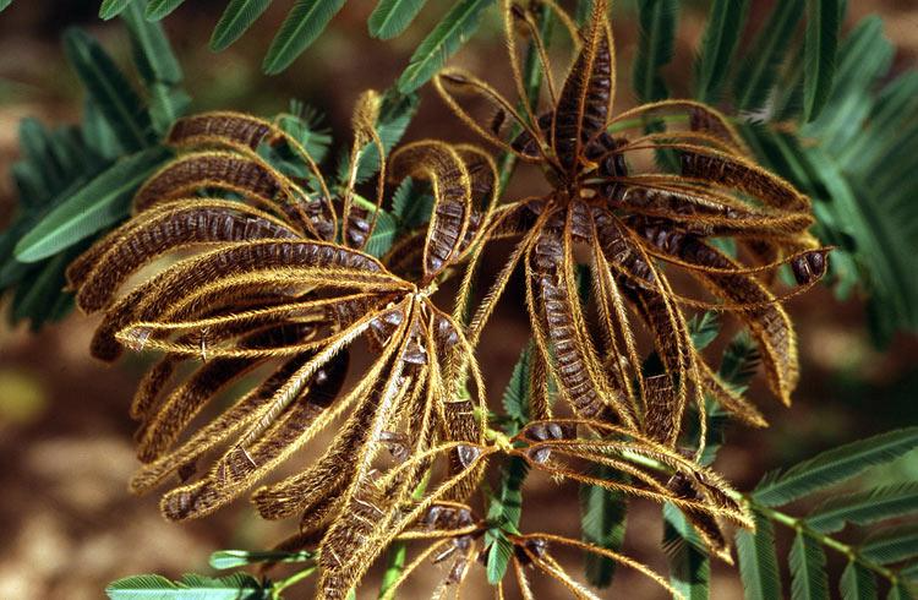 Trong hạt của nó có chứa độc tố khi uống vào cơ thể liều cao có thể gây chết người. Lông tơ của quả Mắt mèo chứa chất độc serotonin, mucunain gây ngứa và rộp da nếu chạm phải