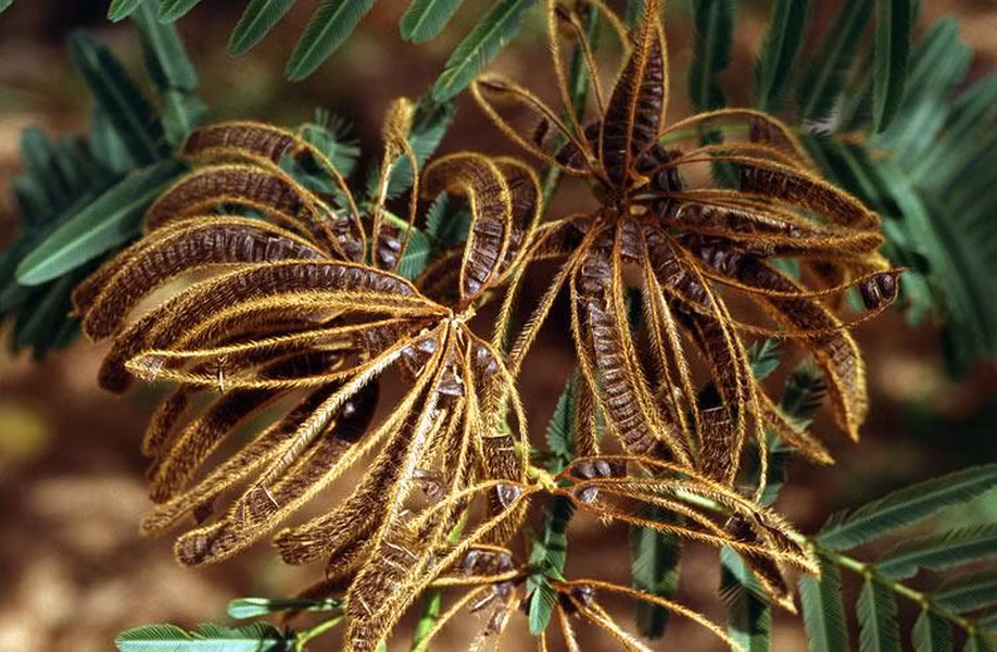 Trong hạt của nó có chứa độc tố khi uống vào cơ thể liều cao có thể gây chết người. Lông tơ của quả Mắt mèo chứa chất độc serotonin, mucunain gây ngứa và rộp da nếu chạm phải