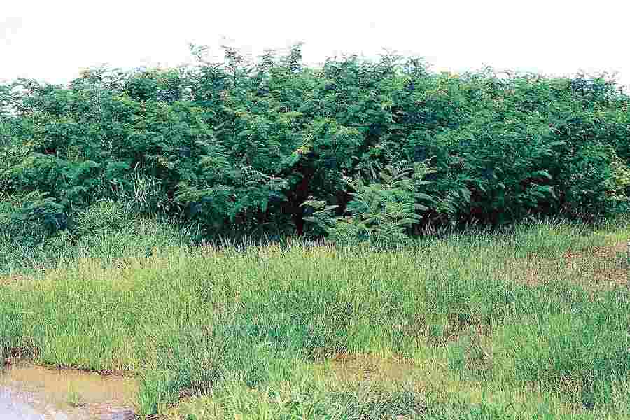 Ở Việt Nam, cây phân bố chủ yếu ở vùng miền núi miền Trung và vùng đồng bằng phía Bắc