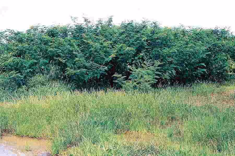 Ở Việt Nam, cây phân bố chủ yếu ở vùng miền núi miền Trung và vùng đồng bằng phía Bắc