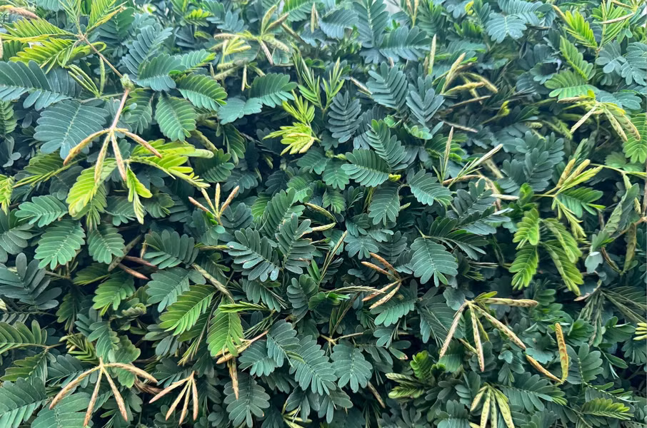 Đây là một loài cây bụi có thân gỗ, mọc cao đến 2m, tạo thành những bụi cây rậm rạp