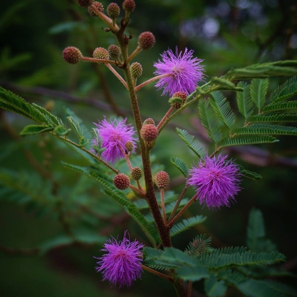 Đất nông nghiệp, đất nuôi trồng thủy sản bị chúng xâm lấn sẽ làm giảm năng suất nuôi trồng. Ở một số quốc gia như Úc, Indonesia, Malaysia, Thái Lan và Việt Nam, cây mắt mèo được xem loài thực vật xâm thực nguy hiểm