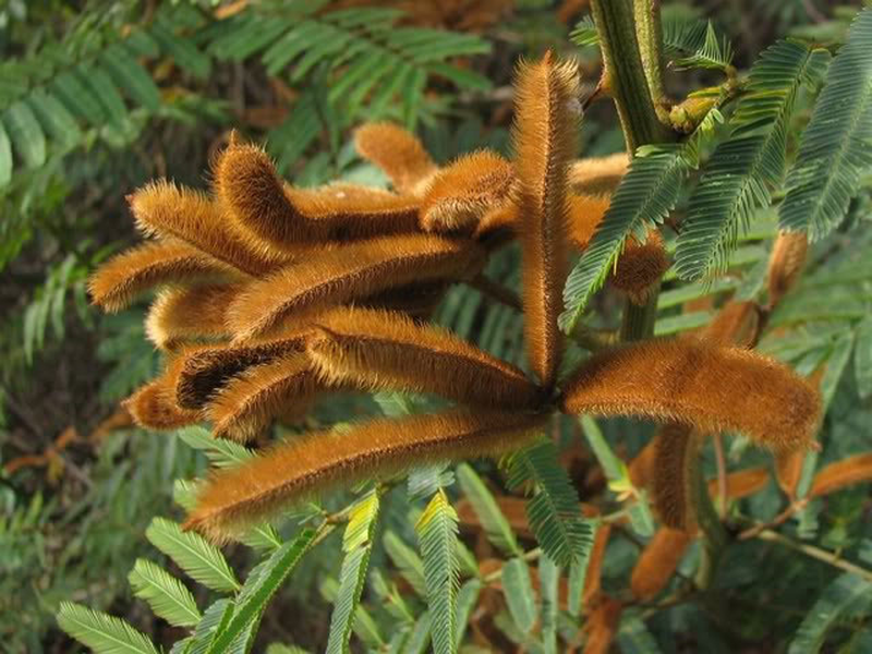 Theo IUCN - Tổ chức Bảo tồn thế giới, cây Mắt mèo là loài cỏ dại nguy hiểm hàng đầu, nằm trong danh sách 100 loài sinh vật xâm lấn của thế giới và từng trở thành dịch hại ở các nước châu Phi, châu Đại Dương và Đông Nam châu Á.