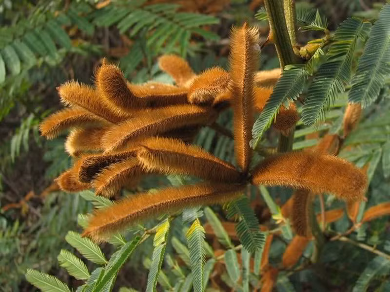 Theo IUCN - Tổ chức Bảo tồn thế giới, cây Mắt mèo là loài cỏ dại nguy hiểm hàng đầu, nằm trong danh sách 100 loài sinh vật xâm lấn của thế giới và từng trở thành dịch hại ở các nước châu Phi, châu Đại Dương và Đông Nam châu Á.