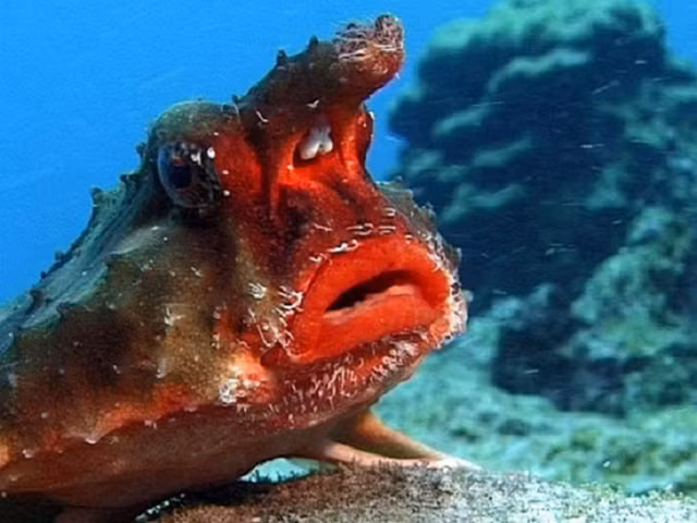 Loai ca hiem co ngoai hinh ki la, doi moi do nhu thieu nu-Hinh-2