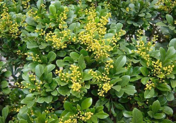 Trong cay hoa ngau truoc nha, theo phong thuy tot hay khong?