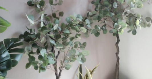  Do đó, nên đặt chúng ở những nơi trong nhà mà bạn thường xuyên di chuyển. Bạch đàn có thể thư giãn những cảm xúc căng thẳng và cũng có thể giúp những người dễ bị mất ngủ chìm vào giấc ngủ.