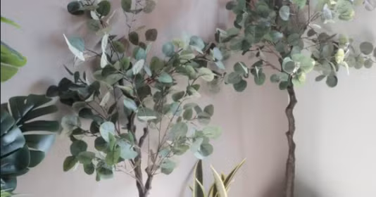  Do đó, nên đặt chúng ở những nơi trong nhà mà bạn thường xuyên di chuyển. Bạch đàn có thể thư giãn những cảm xúc căng thẳng và cũng có thể giúp những người dễ bị mất ngủ chìm vào giấc ngủ.