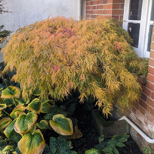 Cây cảnh này cũng có thói quen sinh trưởng vượt trội. Là loại cây chịu lạnh, chịu hạn, chịu bóng râm thích hợp trồng ở nhiều môi trường khác nhau. Cây phong lông vũ phát triển với tốc độ vừa phải, không quá nhanh cũng không quá chậm nên có thể điều chỉnh kích thước và hình dạng theo ý muốn.