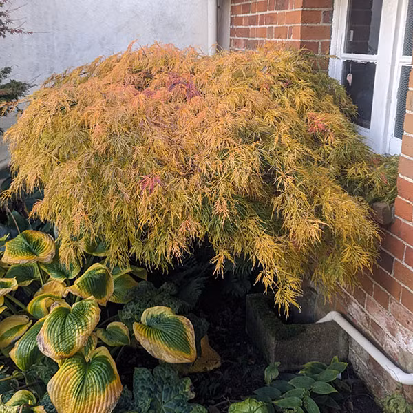 Cây cảnh này cũng có thói quen sinh trưởng vượt trội. Là loại cây chịu lạnh, chịu hạn, chịu bóng râm thích hợp trồng ở nhiều môi trường khác nhau. Cây phong lông vũ phát triển với tốc độ vừa phải, không quá nhanh cũng không quá chậm nên có thể điều chỉnh kích thước và hình dạng theo ý muốn.