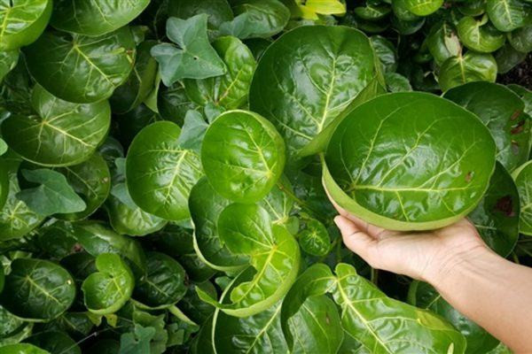 Chậu cây đinh lăng lá đĩa tươi tốt đặt trong phòng nhìn rất đẹp mắt, đơn giản mà tao nhã. Mà cây cối trong nhà càng xanh tươi có nghĩa là tài lộc càng vượng.