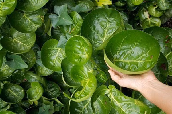 Chậu cây đinh lăng lá đĩa tươi tốt đặt trong phòng nhìn rất đẹp mắt, đơn giản mà tao nhã. Mà cây cối trong nhà càng xanh tươi có nghĩa là tài lộc càng vượng.