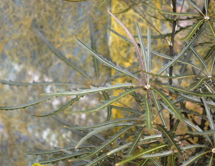 Hình dáng của cây nhiều nhánh đơn giản và sạch sẽ, lá màu xám, dài, duyên dáng như những chú công xòe đuôi múa. Cây cảnh này tượng trưng cho sức khỏe, tốt lành và có ý nghĩa tốt trong việc thu hút tài lộc.