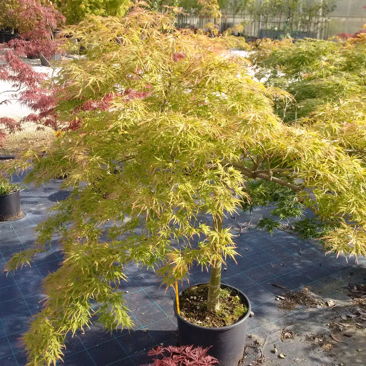  Chọn chậu có độ thoáng và thoát nước tốt, tưới nước khi bề mặt đất khô rồi tưới thật kỹ. Không tưới thường xuyên để tránh thối rễ. Đặt cây cảnh ở nơi có nhiều ánh sáng để đảm bảo đủ ánh sáng nhưng tránh tiếp xúc với ánh sáng mạnh. Nên để ở ngoài trời hoặc trong nhà ở nơi thông thoáng.