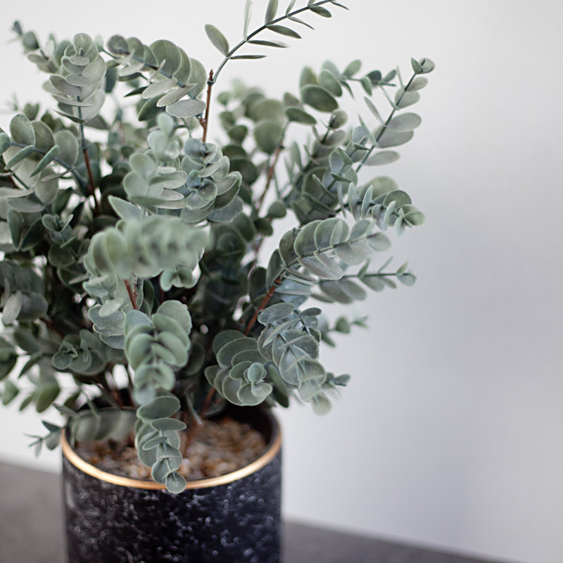 Cây cảnh đô la bạc là loại cây bóng mát trồng ở sân vườn, ngoài ra cây còn được trồng trong chậu nhỏ với kích thước giữ cho cây khoảng 1m đổ lại để trang trí nội thất. Ngoài ra, các cành của cây còn được dùng để cắm lọ hoa hay phối với các loại hoa khác tạo thành bó hoa đẹp.