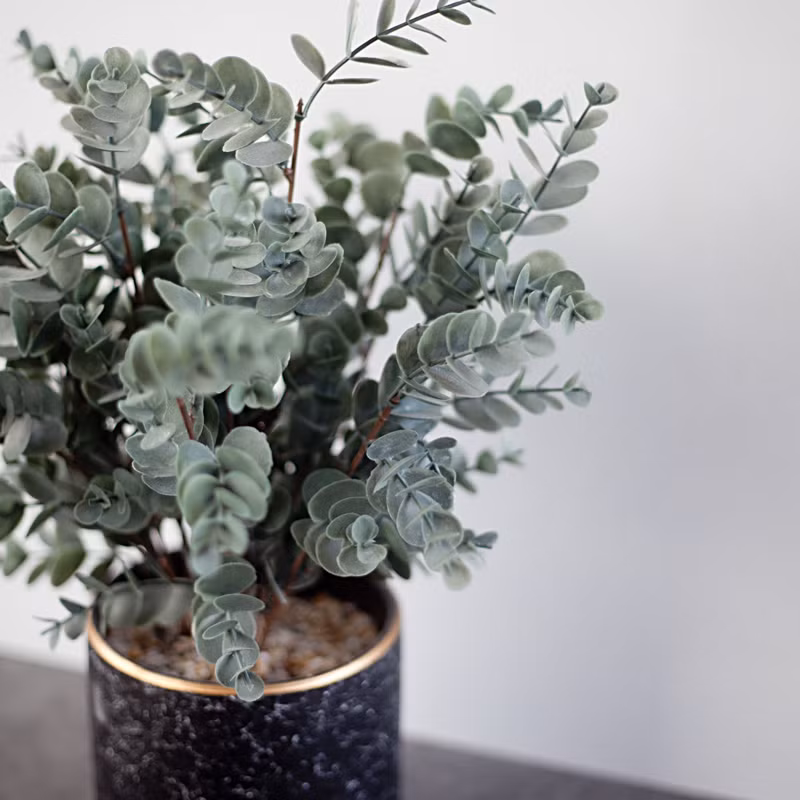 Cây cảnh đô la bạc là loại cây bóng mát trồng ở sân vườn, ngoài ra cây còn được trồng trong chậu nhỏ với kích thước giữ cho cây khoảng 1m đổ lại để trang trí nội thất. Ngoài ra, các cành của cây còn được dùng để cắm lọ hoa hay phối với các loại hoa khác tạo thành bó hoa đẹp.