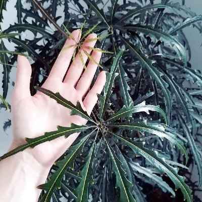 Cây cảnh khổng tước này rất xứng đáng được đặt theo tên của con công. Hình dáng cây và hình lá rất đẹp, có lá kép hình vòm xen kẽ và lá hình mũi mác dạng dải, rất trang nhã.