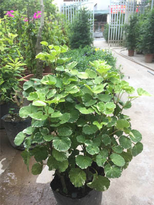 Đinh lăng lá đĩa thích môi trường ấm áp, ẩm ướt và nhiều nắng, ưa sáng và chịu bóng râm, không ưa nắng gắt trực tiếp, sợ lạnh. Nhiệt độ tăng trưởng thích hợp cho cây cảnh này là 22-28 độ và không được thấp dưới 10 độ C.