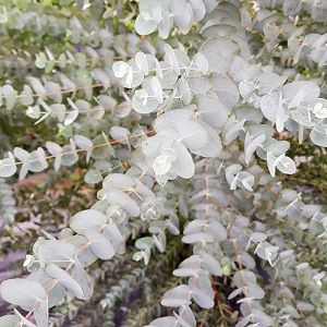 Sở dĩ cây cảnh này được ưa chuộng không chỉ vì hình dáng đẹp, mùi thơm trong trẻo mà còn vì dễ bảo quản, không cần chăm sóc kỹ lưỡng. Dù bạn trồng hay trồng như thế nào thì cây cảnh trông vẫn rất đẹp, khi lá khô, bạn vẫn có thể dùng để trang trí được.