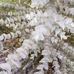 Sở dĩ cây cảnh này được ưa chuộng không chỉ vì hình dáng đẹp, mùi thơm trong trẻo mà còn vì dễ bảo quản, không cần chăm sóc kỹ lưỡng. Dù bạn trồng hay trồng như thế nào thì cây cảnh trông vẫn rất đẹp, khi lá khô, bạn vẫn có thể dùng để trang trí được.