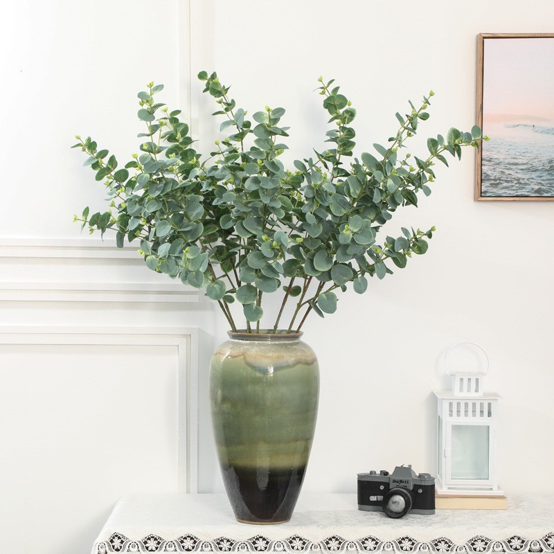  Cây "đô la bạc" này ngoài thiên nhiên có thể phát triển rất cao và chúng thường đạt chiều cao trong khoảng từ 10 – 60 mét. Lá cây có đường kính khoảng 2-3cm.