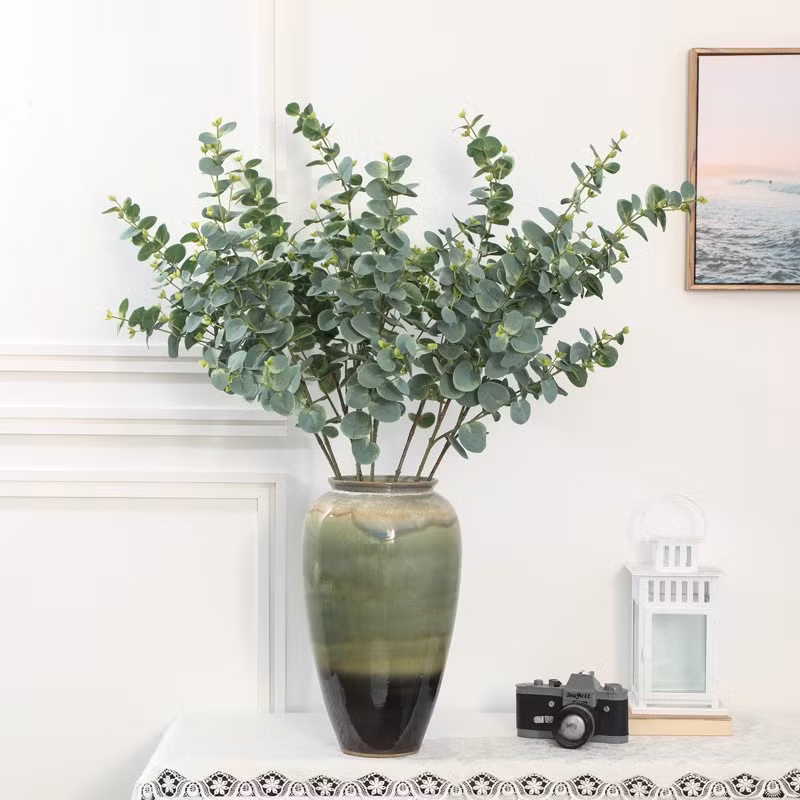  Cây "đô la bạc" này ngoài thiên nhiên có thể phát triển rất cao và chúng thường đạt chiều cao trong khoảng từ 10 – 60 mét. Lá cây có đường kính khoảng 2-3cm.