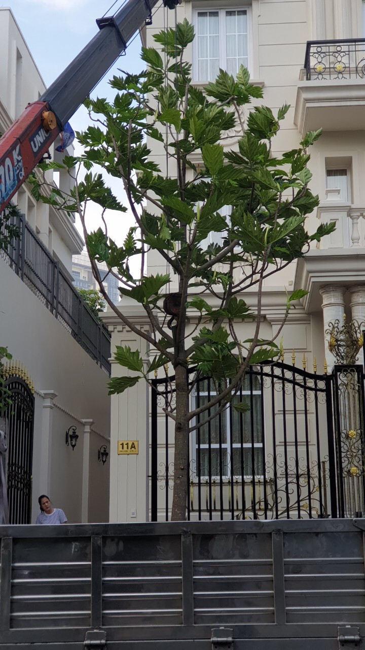 Lá của nó to và có lông, lá và cành màu xanh. Với hình dạng dày đặc và duyên dáng, những chậu cây sẽ lấp đầy phòng khách với cảm giác bầu không khí chỉ trong vài phút.