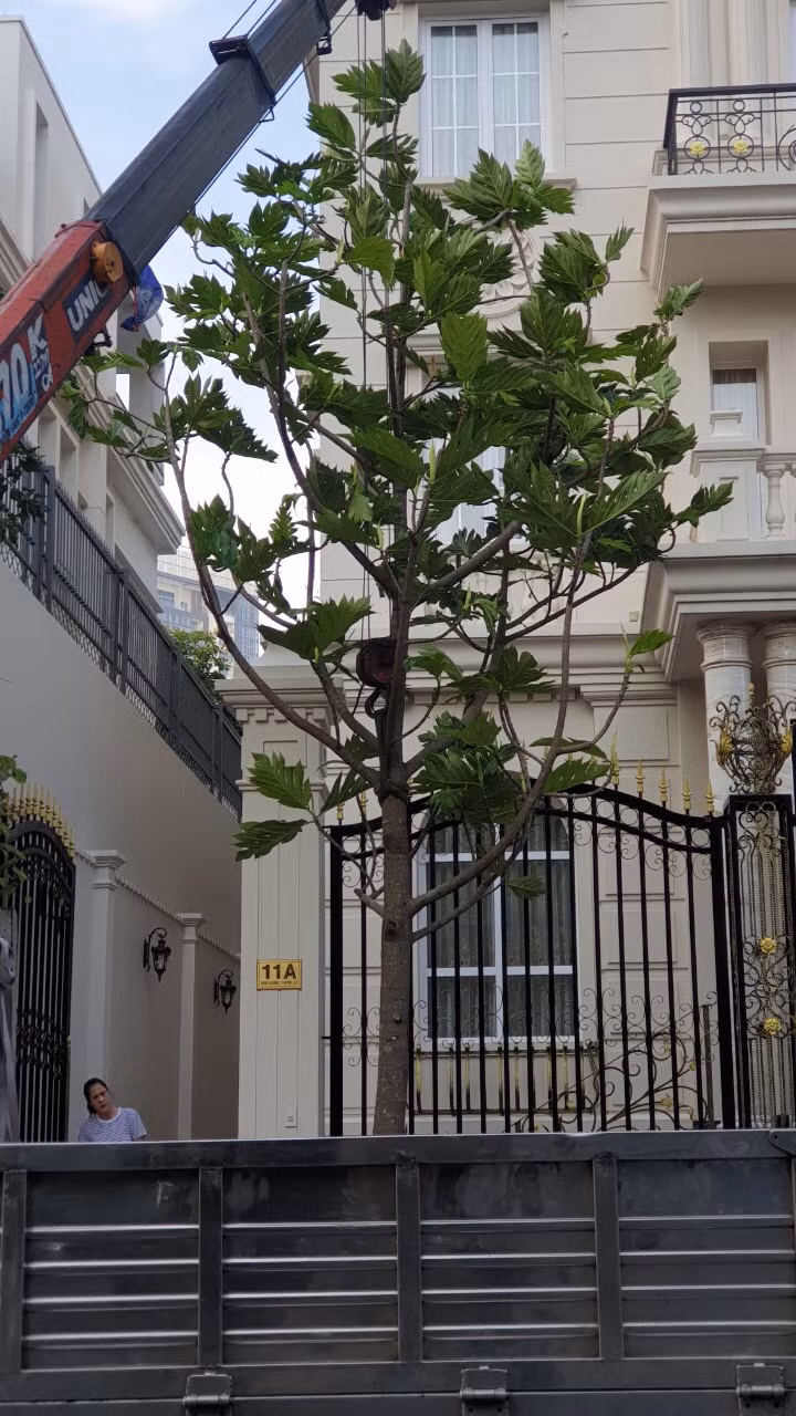 Lá của nó to và có lông, lá và cành màu xanh. Với hình dạng dày đặc và duyên dáng, những chậu cây sẽ lấp đầy phòng khách với cảm giác bầu không khí chỉ trong vài phút.