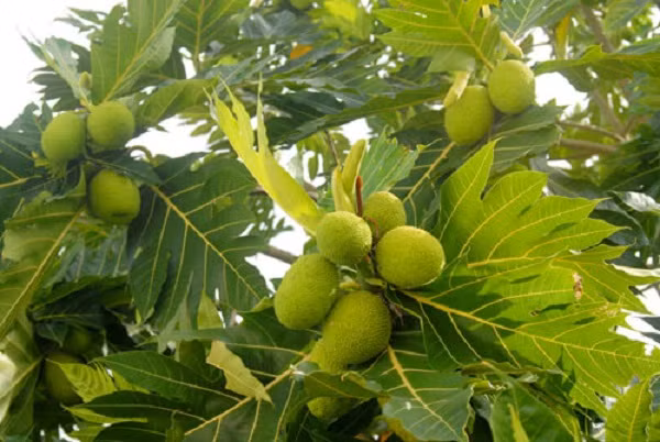  Cây cảnh này vốn là cây lương thực thân gỗ lớn, có sản lượng cao, với một cây có thể ra tới trên 200 quả mỗi mùa. Quả sa kê dùng như thực phẩm, có chứa tinh bột có vị như bánh mì nướng.