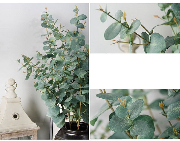 Bên cạnh đó, lá và vỏ cây bạch đàn lá tròn được còn sử dụng trong Đông y làm thuốc chữa bệnh, giúp giảm lo lắng, stress, phòng chống bệnh tiểu đường.