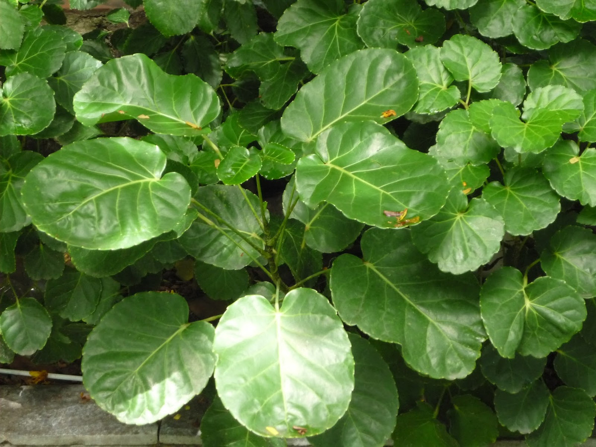 Bởi vì lá của nó giống như những đồng xu bỏ túi nên nó có nghĩa là rất nhiều tiền. Trong phong thủy, cây cảnh này ngụ ý trong nhà có nhiều tiền, giàu sang phú quý, phúc lộc, thăng quan tiến chức. Cây cảnh còn mang ý nghĩa loại bỏ điềm xấu, khai thông vượng khí cho ngôi nhà. Nó cũng đại diện cho hạnh phúc, sự tươi mới, thu hút lộc tài đến với gia chủ.