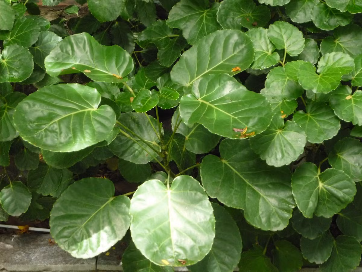 Bởi vì lá của nó giống như những đồng xu bỏ túi nên nó có nghĩa là rất nhiều tiền. Trong phong thủy, cây cảnh này ngụ ý trong nhà có nhiều tiền, giàu sang phú quý, phúc lộc, thăng quan tiến chức. Cây cảnh còn mang ý nghĩa loại bỏ điềm xấu, khai thông vượng khí cho ngôi nhà. Nó cũng đại diện cho hạnh phúc, sự tươi mới, thu hút lộc tài đến với gia chủ.