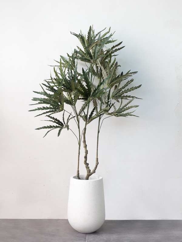 Đặt cây cảnh này trong nhà không chỉ có tính trang trí cao mà còn có thể mang lại may mắn cho gia đình. bạn bè, người lớn tuổi để chúc họ sức khỏe và cuộc sống hạnh phúc. Cây cảnh này còn có giá trị chữa bệnh và kinh tế cao.