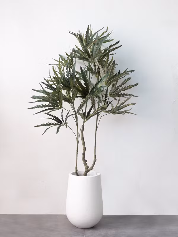 Đặt cây cảnh này trong nhà không chỉ có tính trang trí cao mà còn có thể mang lại may mắn cho gia đình. bạn bè, người lớn tuổi để chúc họ sức khỏe và cuộc sống hạnh phúc. Cây cảnh này còn có giá trị chữa bệnh và kinh tế cao.