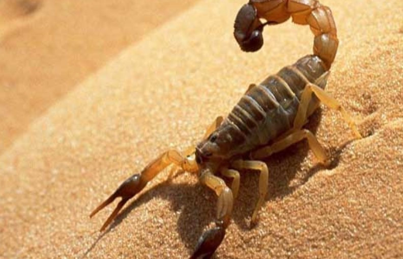 Tai sao bo cap dung dau trong ngu doc, vuot mat ca loai ran ret?