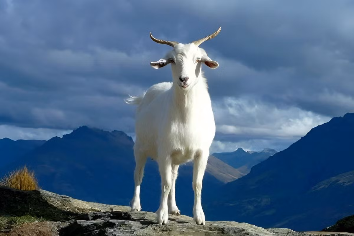 Khi bạn sống trung thực với chính mình và theo đuổi những gì mình yêu quý, bản mệnh sẽ tìm thấy con đường đúng đắn và các mục tiêu cá nhân, từng bước chiếu sáng tương lai của mình. *Thông tin chỉ mang tính tham khảo, chiêm nghiệm