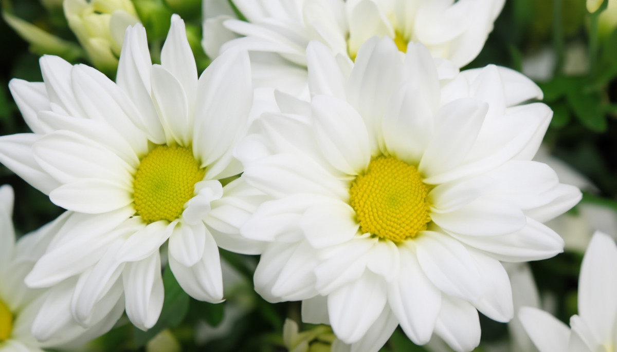 Thang 7, 3 con giap tran day dong luc, dau tu sinh loi