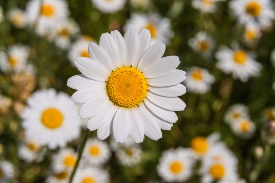 Thang 7, 3 con giap tran day dong luc, dau tu sinh loi-Hinh-2