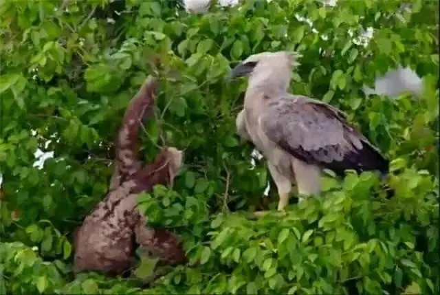 Tại sao loài lười chậm chạp nhưng không bị tuyệt chủng? - Hình 12 Tai sao loai luoi cham chap nhung khong bi tuyet chung?-Hinh-12