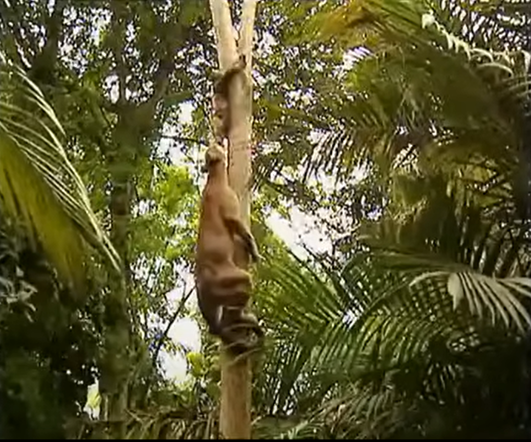 Tại sao loài lười chậm chạp nhưng không bị tuyệt chủng? - Hình 2 Tai sao loai luoi cham chap nhung khong bi tuyet chung?-Hinh-2