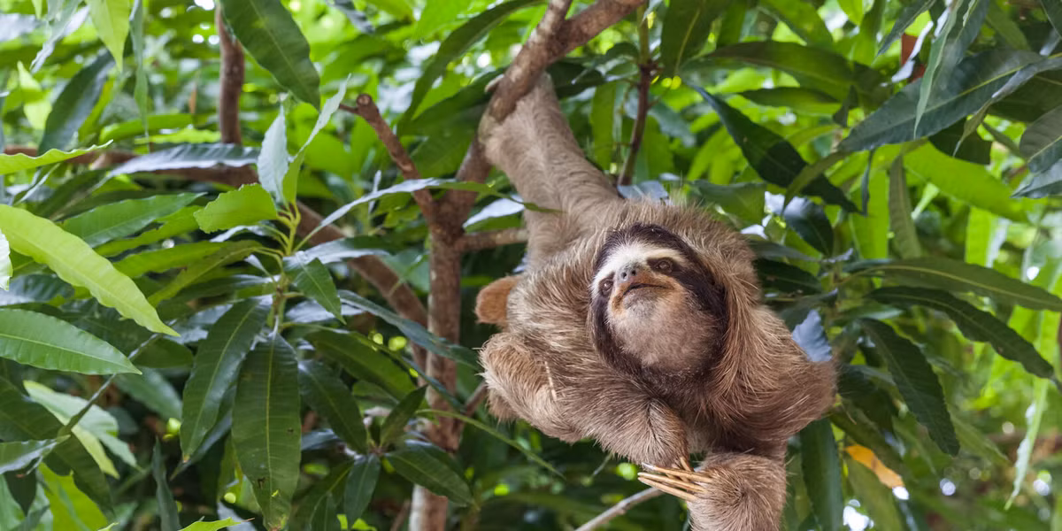 Tai sao loai luoi cham chap nhung khong bi tuyet chung?-Hinh-5