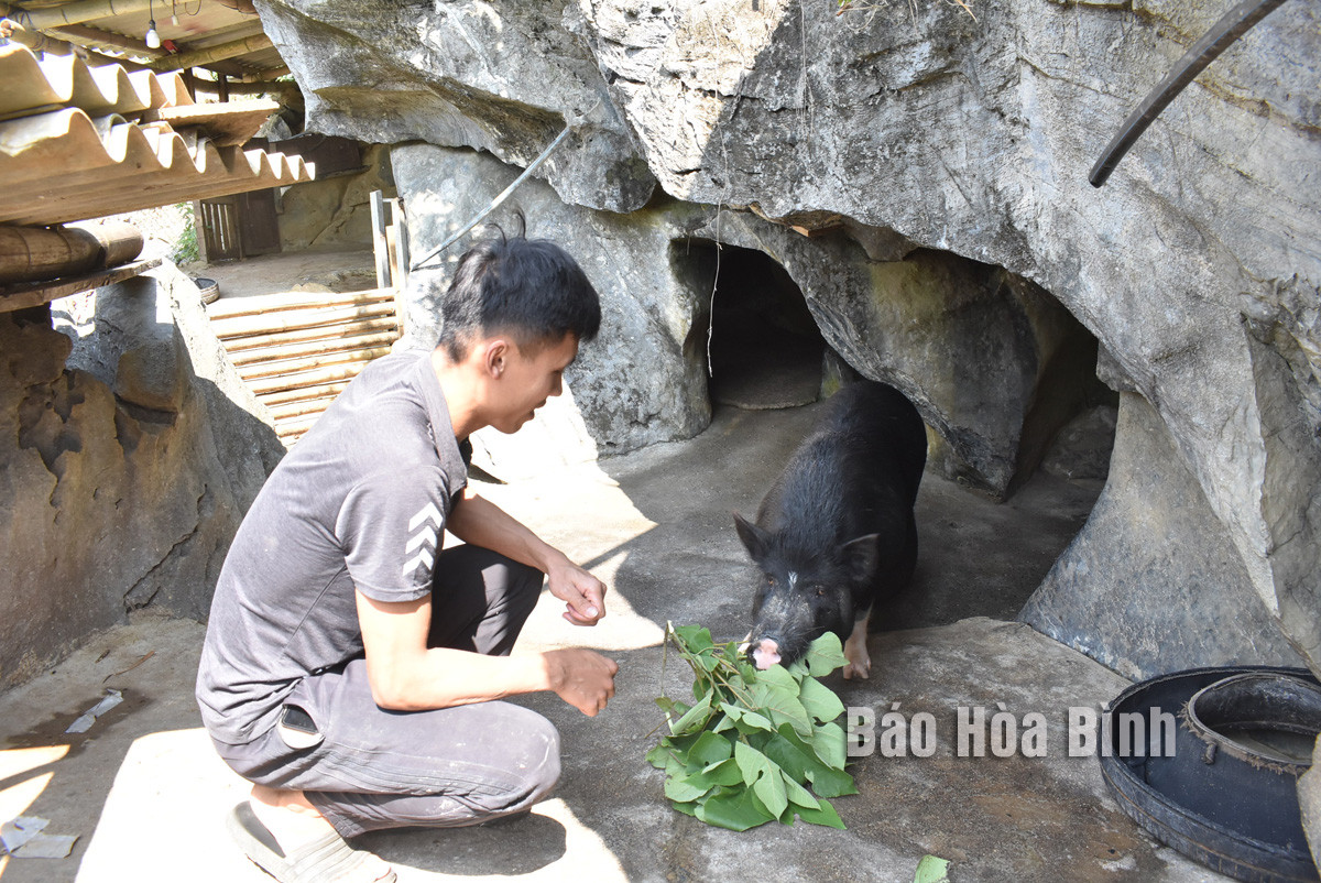 Anh nong dan nuoi lon theo kieu “chang giong ai”, dem tien moi tay-Hinh-2