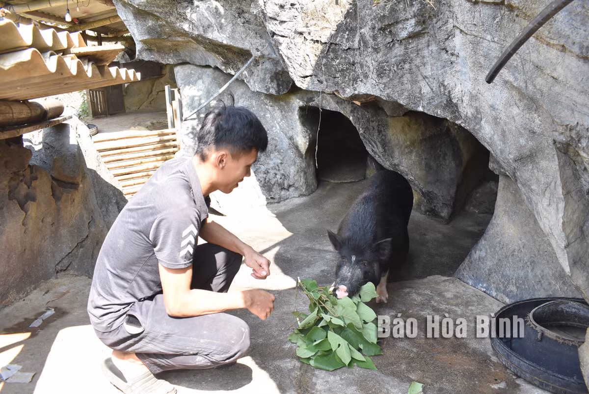 Anh nong dan nuoi lon theo kieu “chang giong ai”, dem tien moi tay-Hinh-2