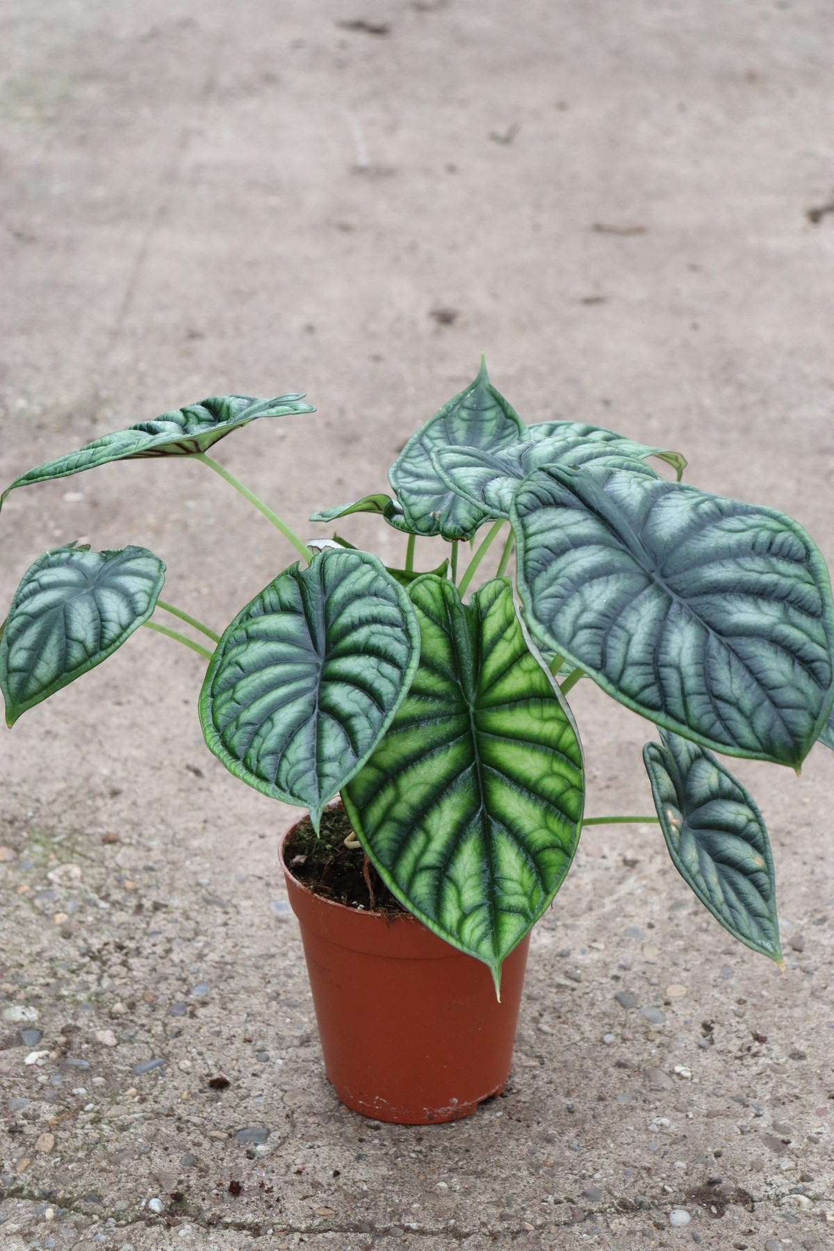 Những chiếc lá môn vảy rồng cứng cáp mang những đường vân đẹp mắt và thể hiện sự uy vũ. Môn vảy rồng có màu lá đặc biệt, mặt trên xanh thẫm, mặt dưới rực rỡ trên nền xanh bạc. Ròng môn vảy rồng có loại vảy rồng xanh và vảy rồng bạc.