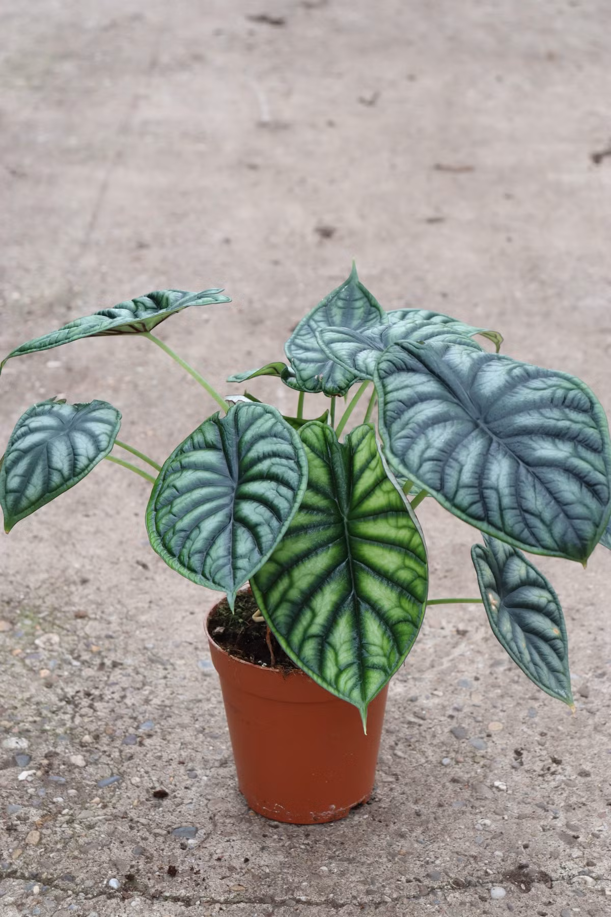 Những chiếc lá môn vảy rồng cứng cáp mang những đường vân đẹp mắt và thể hiện sự uy vũ. Môn vảy rồng có màu lá đặc biệt, mặt trên xanh thẫm, mặt dưới rực rỡ trên nền xanh bạc. Ròng môn vảy rồng có loại vảy rồng xanh và vảy rồng bạc.