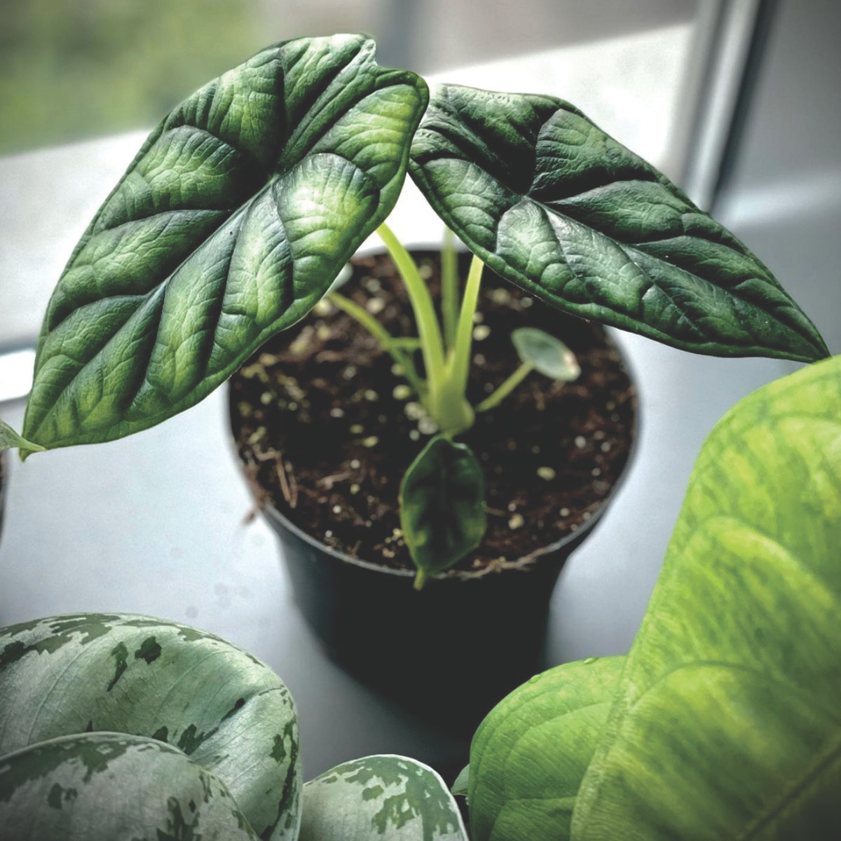  Môn vảy rồng đặc biệt hợp với người mệnh Mộc và Kim. Những người này trồng môn vảy rồng sẽ được hỗ trợ nhiều trên con đường kinh doanh làm ăn. Đặc biệt người tuổi Thìn rất hợp trồng môn vảy rồng. 