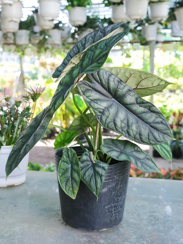  Trong phong thủy, rồng là một linh vật có sức mạnh diệu kỳ mang lại sự bảo hộ và uy vũ giàu sang quyền lực.