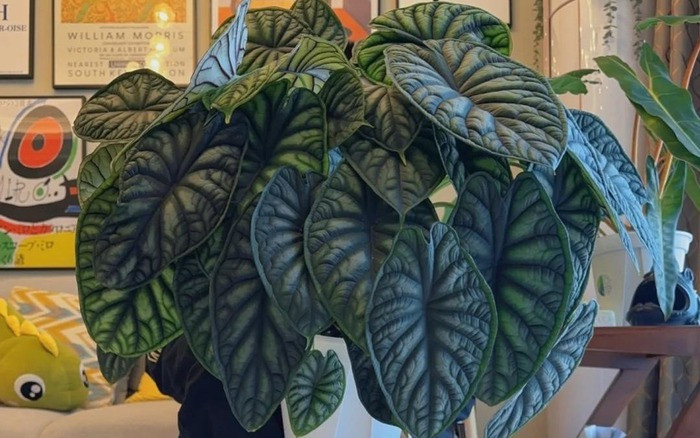 Môn vảy rồng tiếp thêm sức mạnh cho gia chủ trong việc hoạch định kế hoạch chiến lược. Do đó môn vảy rồng hỗ trợ thu hút tiền tài và may mắn. (*Thông tin mang tính tham khảo).