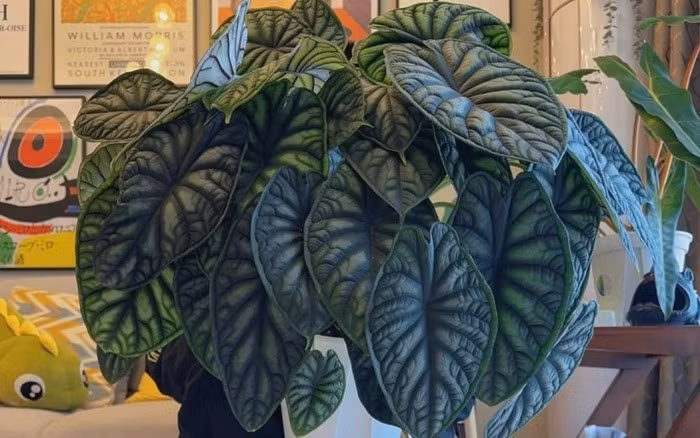 Môn vảy rồng tiếp thêm sức mạnh cho gia chủ trong việc hoạch định kế hoạch chiến lược. Do đó môn vảy rồng hỗ trợ thu hút tiền tài và may mắn. (*Thông tin mang tính tham khảo).