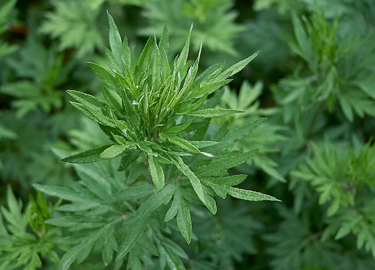  Một công dụng ít người biết, ngải cứu là bảo bối để đuổi muỗi. Ngày xưa, người ta thướng đốt ngải cứu, tạo thành khói để đuổi muỗi rất hiệu quả. Ngải cứu sinh trưởng rất mạnh, nhà có sân thì trồng vài cây, năm thứ 2 chúng sinh sản nhiều, nhà không có sân thì trồng vài cây trong chậu hoa. 